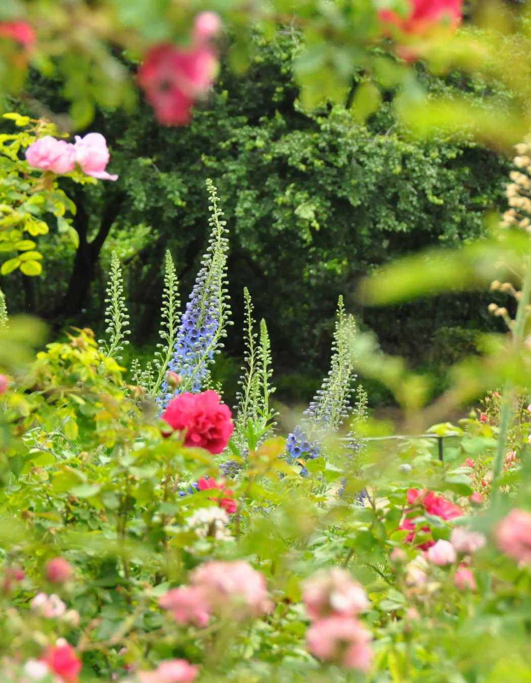 nunhead-gardener-how-to-plant-a-border