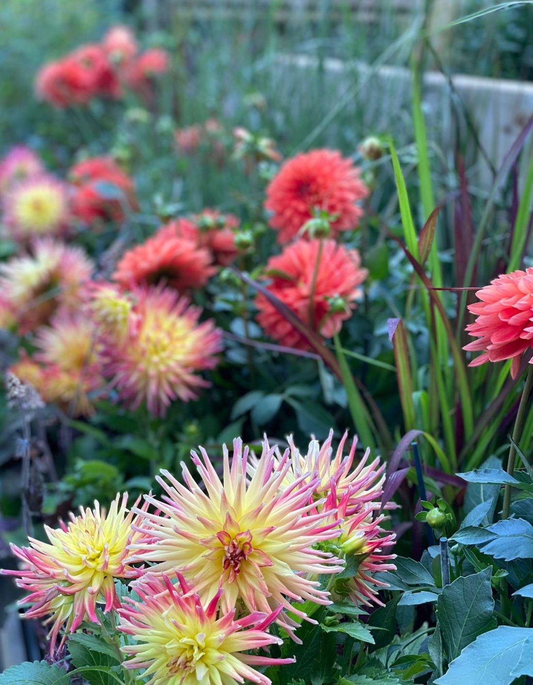 nunhead-gardener-plant-of-the-month