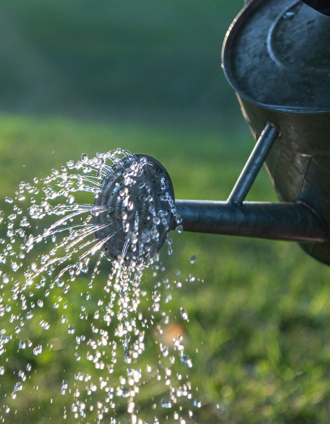 nunhead-gardener-summer-watering-advice