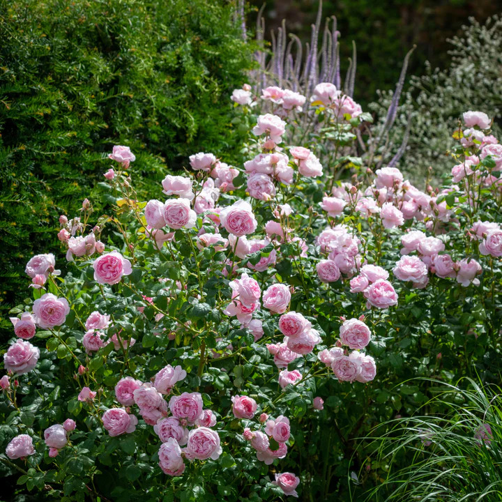 Pink shrub of roses