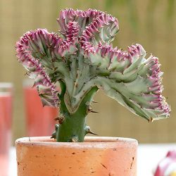 Euphorbia Lactea Cristata – Coral Cactus