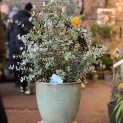 Eucalyptus Gunnii