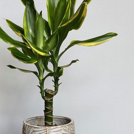 Dragon plant (Dracaena)​ in a pot, on a brown table
