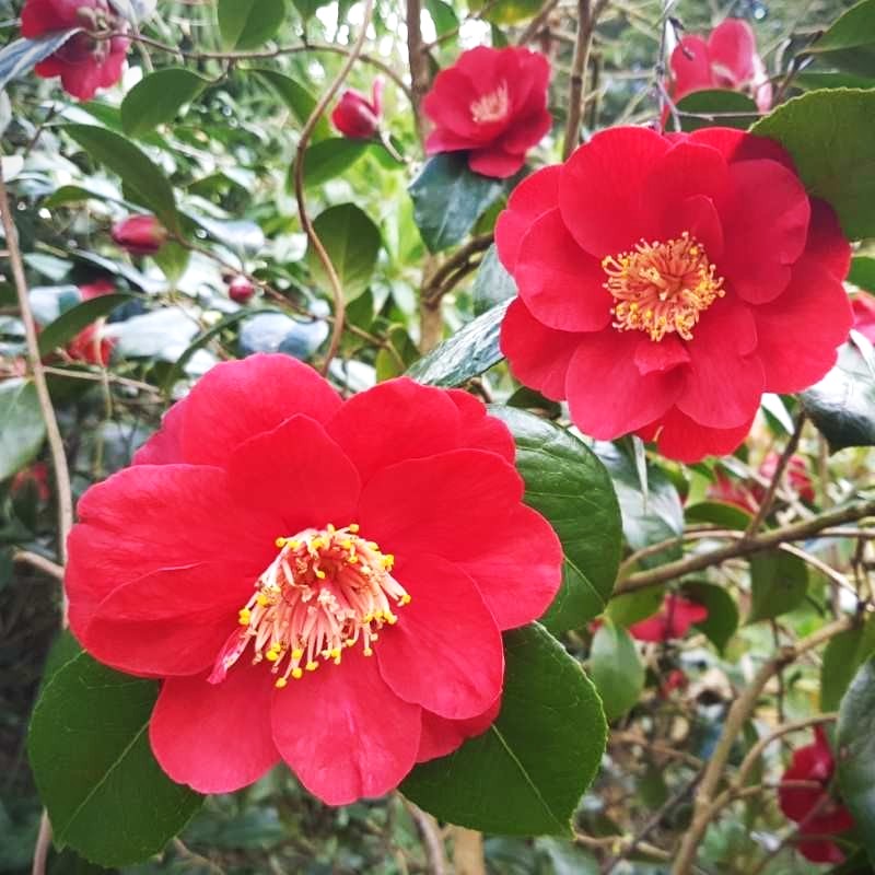 Four Camellia Japonica Red Blooms in a bush