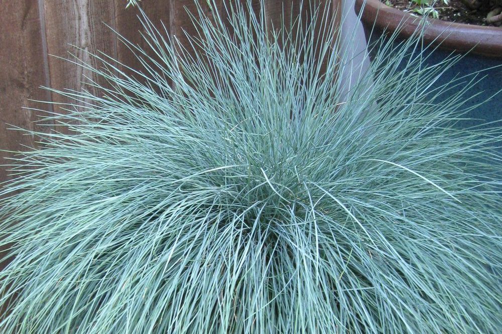 Festuca Glauca in front of a brown fence