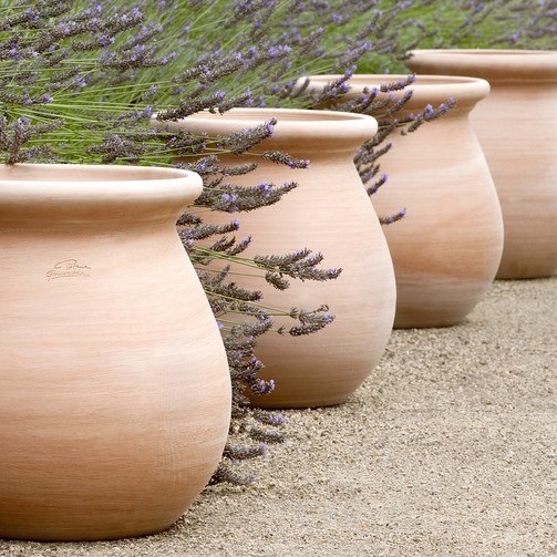 Four terracotta pots with Levander around them
