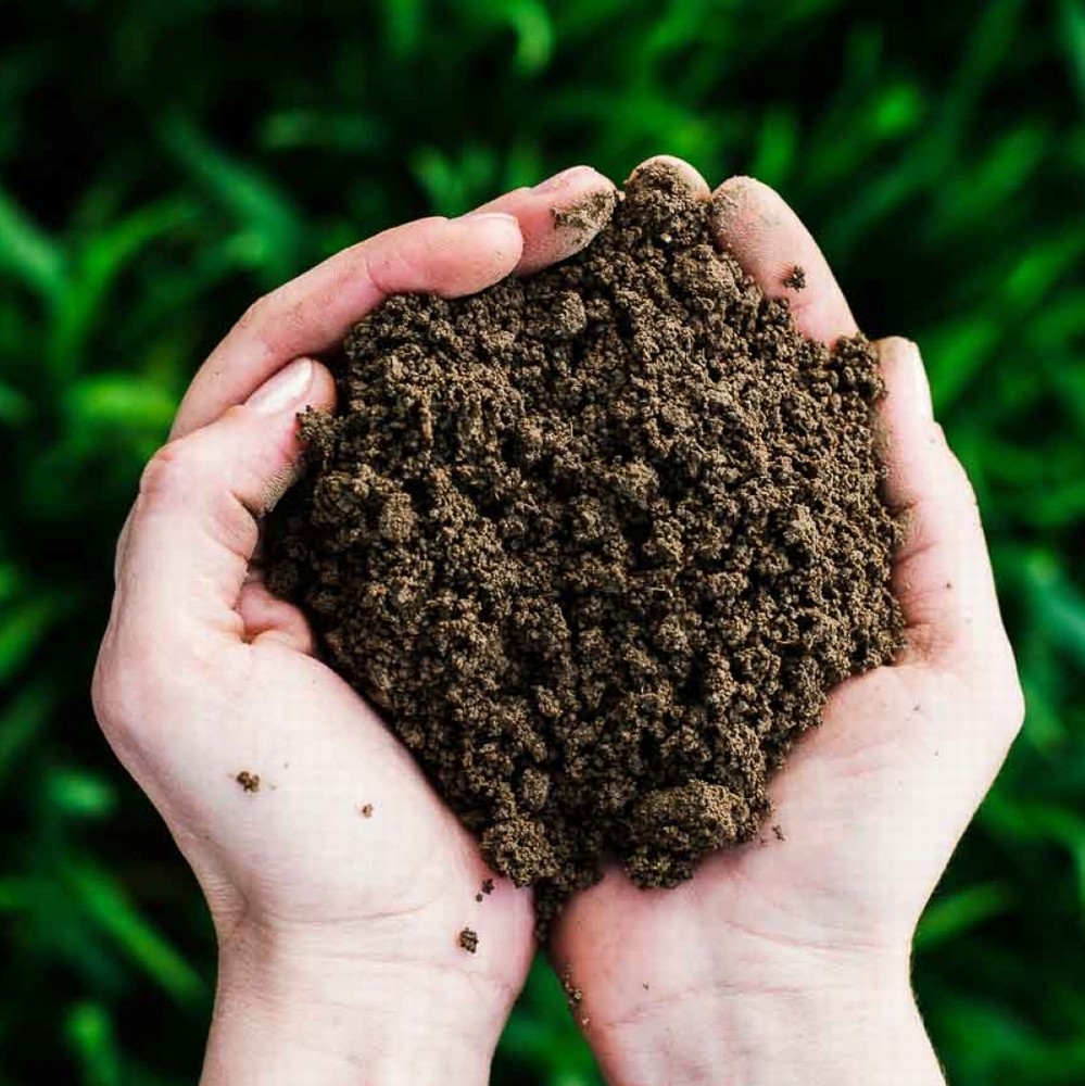 Hands holding soil with green grass in the background