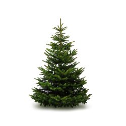 Premium Grade Nordmann Fir Christmas Tree