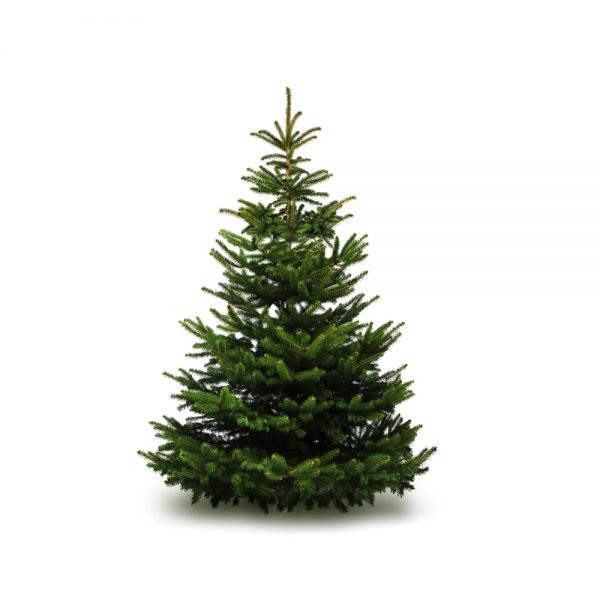 nordmann fir christmas tree for sale at the nunhead gardener buy a christmas tree near you today from the nunhead gardener