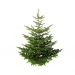 Classic Nordmann Fir Christmas Tree