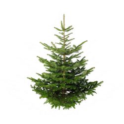 Nordmann Fir Grade 1 Christmas Tree