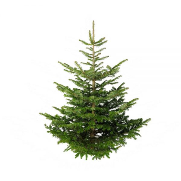normadnn fir christmas tree for sale in south london at the nunhead gardener our christmas trees are premium standard and will be delivered to your doorstep