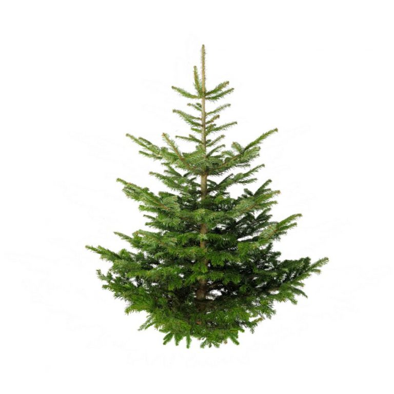 Grade 1 Nordmann Fir Christmas Tree The Nunhead Gardener