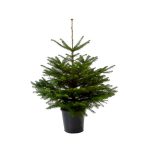 Pot Grown Nordmann Fir Christmas Tree