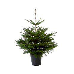 Pot Grown Nordmann Fir Christmas Tree