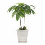 Castanospermum aus ‘Castano Magnifico’