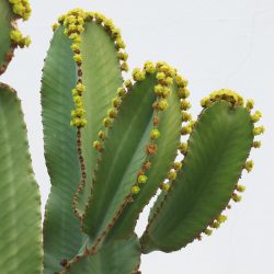 Euphorbia ingens CAN18
