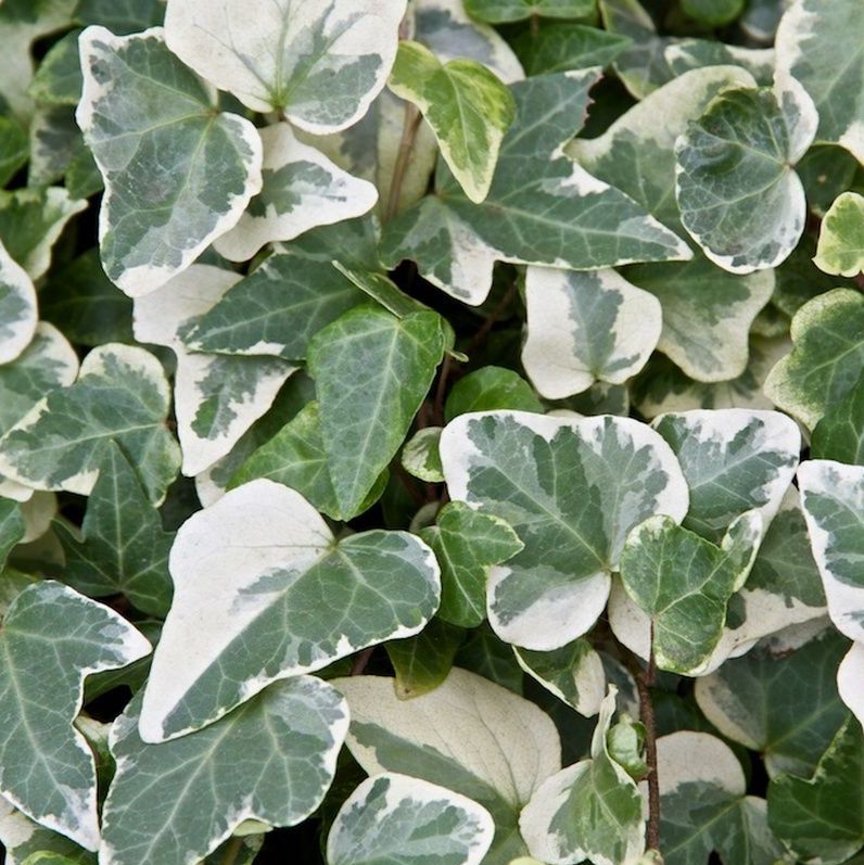 Hedera hel White Wonder - Image 3