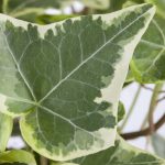 Hedera hel White Wonder