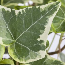 Hedera hel White Wonder
