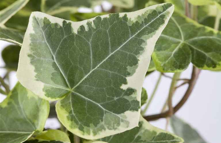 Hedera hel White Wonder