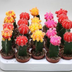 Cactus Gymnocalycium mih Japan Red