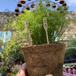 Dill (Anethum Graveolens in Hairy Pot)