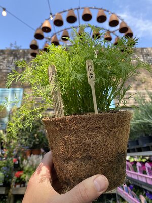 Dill (Anethum Graveolens in Hairy Pot)
