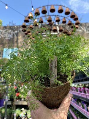 Dill (Anethum Graveolens in Hairy Pot) - Image 2