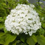 Hydrangea Arborescens Anabelle