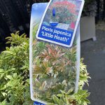 Pieris Jap. Little Heath