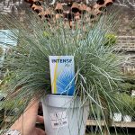 Festuca gl. Intense Blue