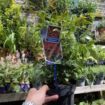 Nandina Domestica Obsessed