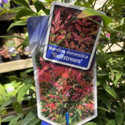 Nandina Domestica Obsessed