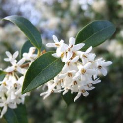 Osmanthus Burkwoodii