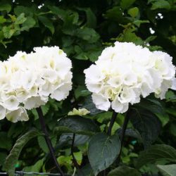 Hydrangea macrophylla ‘White’ – mophead hydrangea