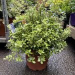 Pittosporum Tenuifolium Gold Ball
