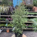 Pittosporum Tenuifolium Cratus