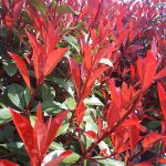 Photinia Carre Rouge