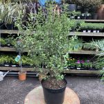 Pittosporum Tenuifolium