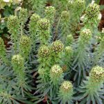 Euphorbia Black Pearl