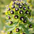 Euphorbia Black Pearl