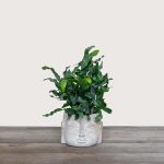 Phlebodium aureum – Blue Star Fern