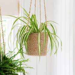 Hanging Plant Pot Tall