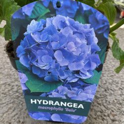 Hydrangea Macrophylla Blue