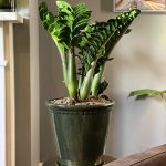 Zamioculcas Zenzi – Zenzi ZZ Plant