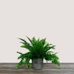 Nephrolepis Exaltata – Boston Fern