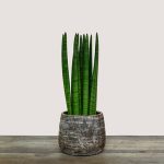 Sansevieria Cylindrica Straight (Cylindrical Snake Plant)