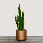 Sansevieria Trifasciata (Snake Plant)