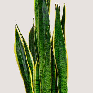 Sansevieria Trifasciata (Snake Plant)